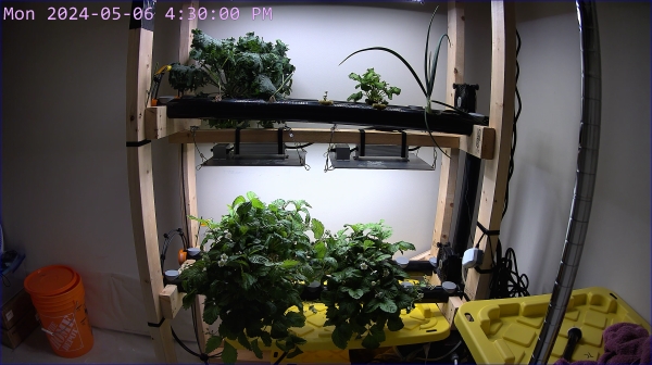 a hydroponics garden, taken from a webcam