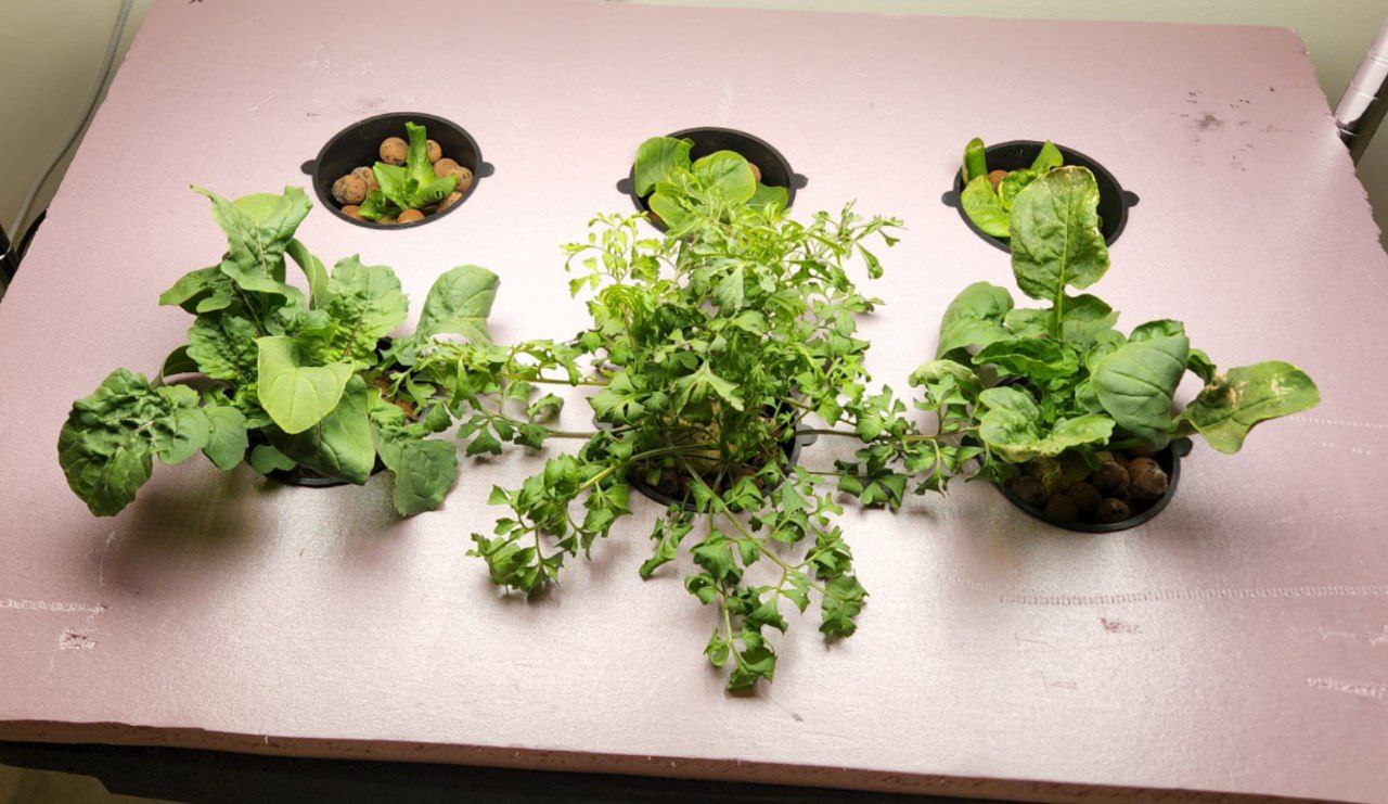 six plants sitting in holes cut out of pink foam board